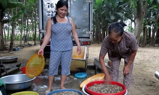 Nỗi niềm cá bống sông Trà