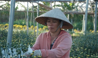 Người lao động tỉ mỉ ngắt lá, lặt chồi ở làng hoa lớn nhất Kon Tum để kiếm tiền trang trải Tết