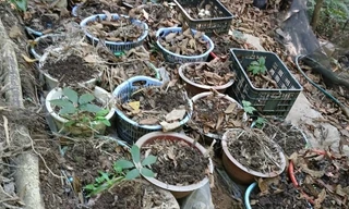 Truy tìm kẻ cắp hơn 800 cây sâm Ngọc Linh 