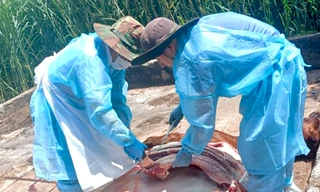 Vụ hàng loạt bò sữa chết bất thường: Cục Thú y mổ khám, tìm nguyên nhân 