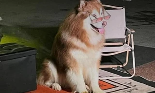 Đà Lạt sẽ chấm dứt dịch vụ chụp ảnh với thú cưng