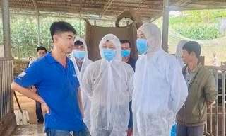 Vụ bò sữa chết bất thường ở Lâm Đồng: Phác đồ điều trị ra sao?