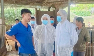 Vụ bò sữa chết bất thường ở Lâm Đồng: Phác đồ điều trị ra sao?