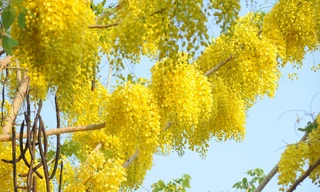 Vẻ đẹp kiêu sa của hoa muồng Hoàng Yến khiến ai cũng phải ngước nhìn