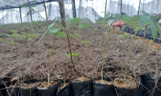 Bán ‘quốc bảo’ giả trên mạng xã hội, một thanh niên bị khởi tố