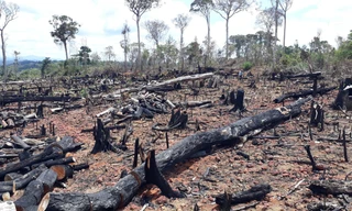 Khởi tố, bắt giam nhóm đối tượng khai thác gỗ trái phép