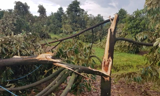 Hơn 200 cây sầu riêng bật gốc, gãy đổ sau 30 phút mưa lớn kèm lốc xoáy 