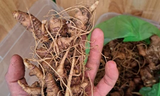 Phát hiện hơn 2 kg nghi sâm giả tại lễ hội Sâm Ngọc Linh lần thứ 5