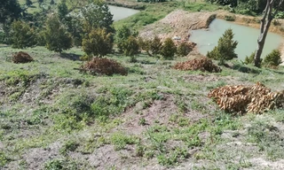 Kẻ gian phá hoại hàng chục cây sầu riêng 4 năm tuổi ở Lâm Đồng