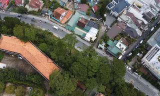 Toàn cảnh hàng cây thông ba lá lâu năm sắp bị chặt hạ, di dời tại Đà Lạt