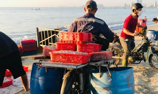 Ngư dân Đà Nẵng kiếm tiền triệu từ cá cơm