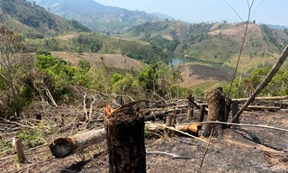 Rừng bị phá, đốt nhưng địa phương báo cáo 'dọn thực bì'