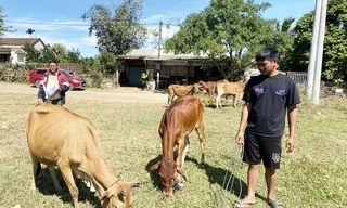 Kon Tum yêu cầu kiểm điểm tập thể, cá nhân trong vụ 'cấp bò sinh sản sai quy định'