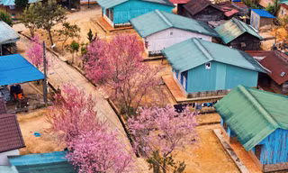 Hoa đào rực rỡ quanh ngôi làng nhỏ trên cao nguyên 