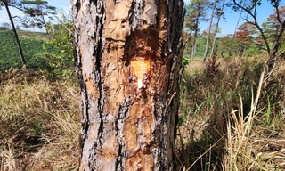 Hơn 170 cây thông hàng chục năm tuổi ở Lâm Đồng bị kẻ gian đầu độc đang chết dần