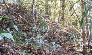 Đàn voọc bạc quý hiếm xuất hiện tại Kon Tum sau 5 năm biệt tích