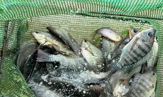 Sau mưa lớn, người dân Đà Nẵng đổ ra sông bắt cá 