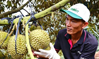 Cảnh trái ngược trên thị trường sầu riêng Lâm Đồng 