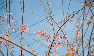 Hoa đào Măng Đen có gì đặc sắc mà du khách mong chờ đến vậy?