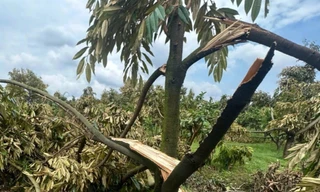 Hàng trăm gốc 'cây tỷ đô' gãy đổ do mưa đá, lốc xoáy