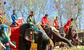 Lạ mắt hình ảnh voi được trang điểm, ăn tiệc buffet
