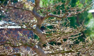 Chiêm ngưỡng cây mai cổ dáng long, Tết 'cho thuê không bán'