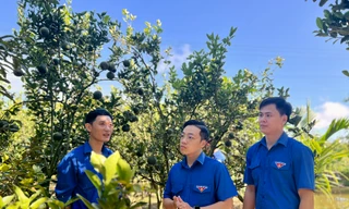 Nhiều đảng viên trẻ Kon Tum xung kích trong phát triển kinh tế