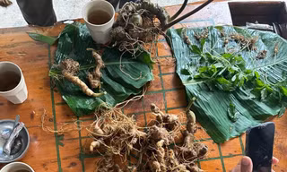Tiêu hủy gần 150 cây giống sâm Ngọc Linh dởm