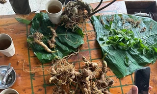 Tiêu hủy gần 150 cây giống sâm Ngọc Linh dởm