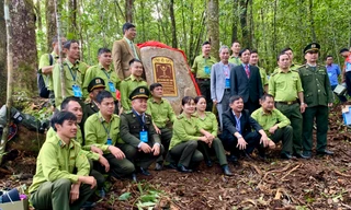 Công nhận 108 ‘hóa thạch sống’ ở Lâm Đồng là cây di sản Việt Nam