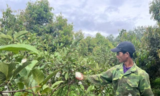 Tỉnh Gia Lai phê bình hàng loạt đơn vị, địa phương chậm trễ giải ngân nguồn vốn