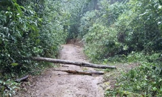 Cây rừng đổ trúng một gia đình, bé gái 2 tuổi tử vong