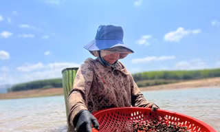 Người dân đội nắng, ngâm mình dưới nước nhiều giờ tìm 'lộc trời'