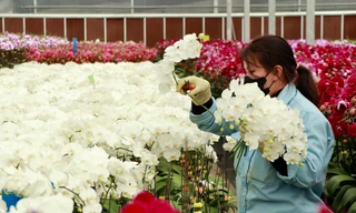 Các làng hoa cao cấp ở Lâm Đồng tất bật vụ Tết
