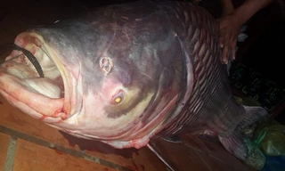 Con cá hô được ngư dân bắt tại sông Nha Mân (một nhánh nhỏ của sông Tiền) chảy qua ấp Nha Mân, xã Tân Nhuận Đông, huyện Châu Thành, tỉnh Đồng Tháp.