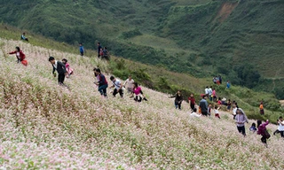 Đổ xô lên Si Ma Cai ngắm hoa tam giác mạch