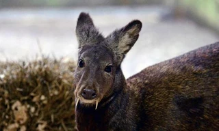 Một con hươu xạ Siberia, thuộc loài có họ hàng với hươu xạ Kashmir. Ảnh: WCS.