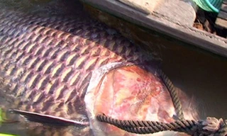 Ngư dân Việt và những chiến tích săn 'thủy quái' để đời