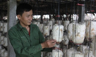 Anh Nguyễn Văn Duẩn chăm sóc vườn nấm của HTX.