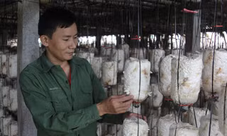 Anh Nguyễn Văn Duẩn chăm sóc vườn nấm của HTX.
