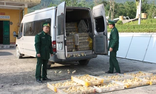 Xe gắn biển giả, chở 1,5 vạn gà giống vượt đồn biên phòng