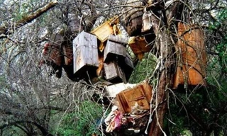 Thi thể của các em bé được treo trên cây để có thể lên thiên đường một cách dễ dàng. Ảnh: Strange.