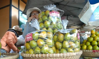 Hồng giòn Đà Lạt giá rẻ tràn xuống đường