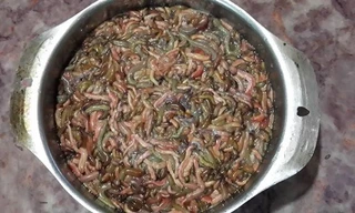 Rươi tươi bán giá 200.000 - 400.000 đồng/kg tại các chợ quê. Ảnh: NVCC. 