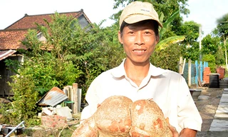 Đào được củ khoai mì nặng gần 8kg