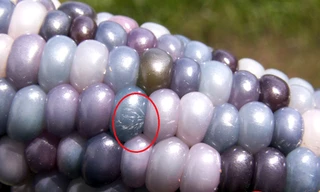 Có những hạt lấp lánh như kim cương.