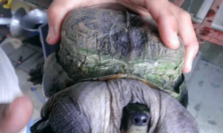 Đổ xô hỏi mua con rùa kỳ lạ ở miền Tây