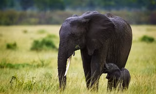 Voi phát hiện mưa bão từ xa