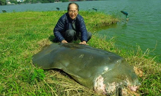 Cụ rùa nổi trong sáng nay. Ảnh: PGS.TS Hà Đình Đức cung cấp. 