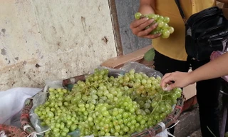 Nho xanh giá rẻ bán tràn lan tại Hà Nội ở đâu ra?